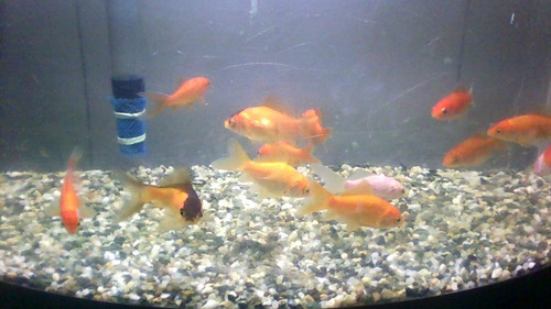 Imagen 3 de 3 de Peces Goldfish
