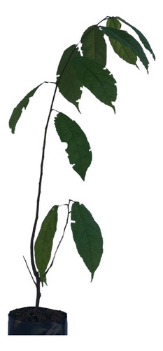 Èwé Àtòrí / Òrè Èwòò Glyphaea Brevis - Planta Africana