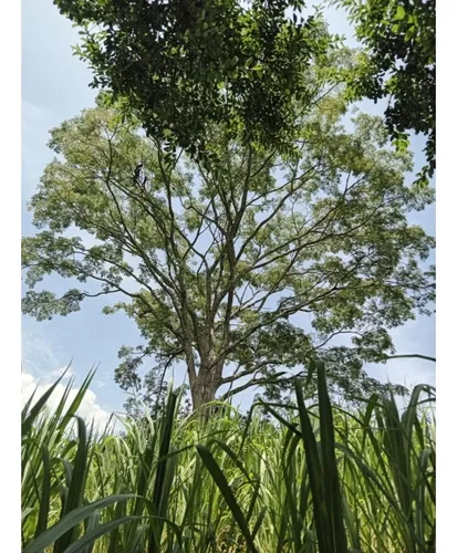Venta Finca El Limonar Ebéjico