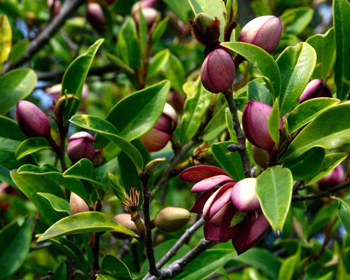 Magnolia Rosa ( Arbol ) Michelia Figo 80cm A 1 M Aromaticas | Meses sin  intereses