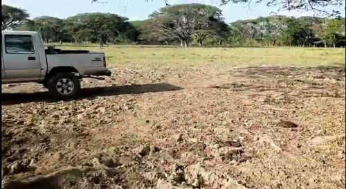 Tierras Privadas En Cojedes, Aptas Para La Cría De Búfalo. Vegas.