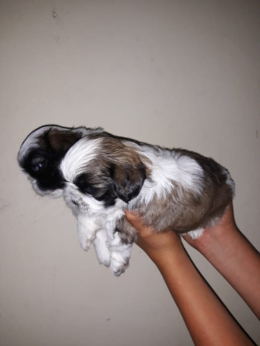 Perros Shih Tzu En Venta Mascotas Rionegro