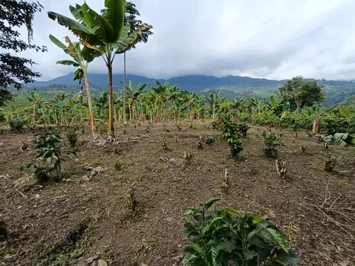 Se Vende Finca Quebradanegra Calarcá Quindío