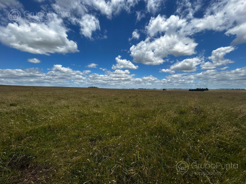 Campo En Venta - Rocha
