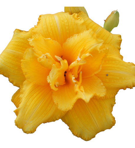 Rizoma De Hemerocallis Var. Condilla