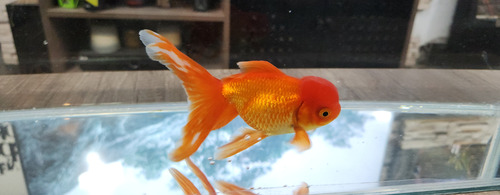 Pez Oranda Cabeza De Leon .2 Durazno Dorado
