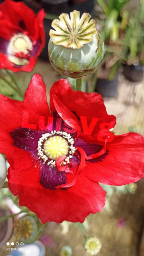 130 Semilla De Amapola,papaver Somniferum 100% Original 