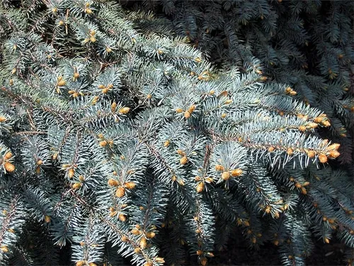 comprar Semillas De Arbol De Plantas Raras 50 Semillas De Abeto Azul