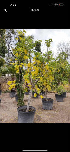 Árbol De Lluvia De Oro 2 M De Altura En Floración