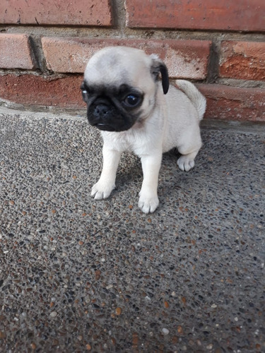 Precio De Perro Pug Medellin Bogota Cali