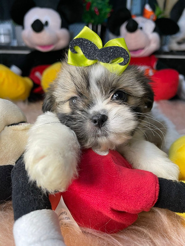 Lindissima Filhote Shihtzu Branco