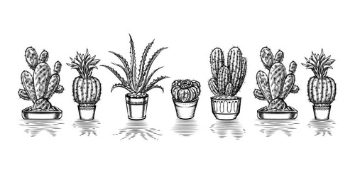 Taza Cactus 11 Oz