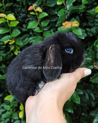 Mini Lop Uruguaio, Mini Coelho, Mini Lop