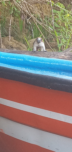 Tour A Monkey Islands Y 4 Destinos Con Panama 507 Tours