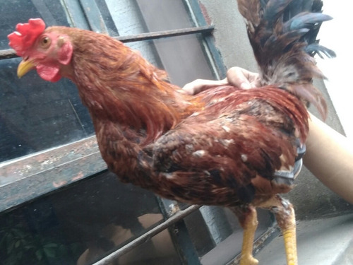 Gallo De Pelea