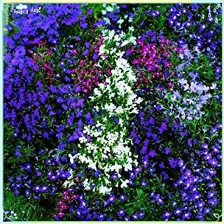 Zellajake Semillas De Plantas Raras 1000+ Lobelia Seeds Cade