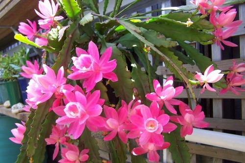 100 Sementes De Cactos Orquidea Epiphyllum | Parcelamento sem juros