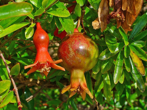 500 Semillas De Granada Granatum  + Abono