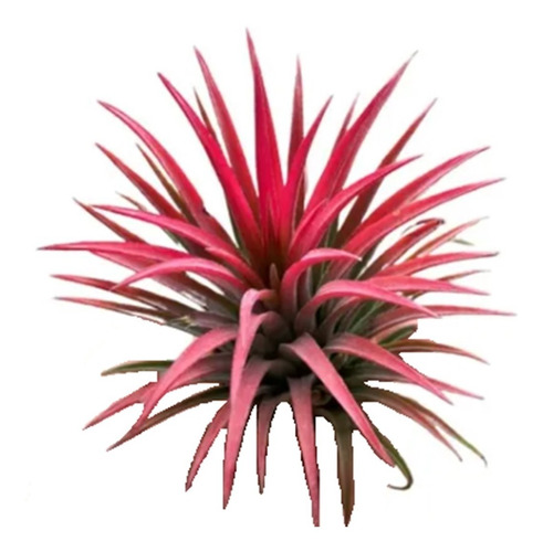 Muda Bromélia Tilandsia Ionantha Planta Exótica Rosada Rara