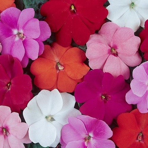 Sementes De Impatiens Da Nova Guiné Divine Mix | MercadoLivre