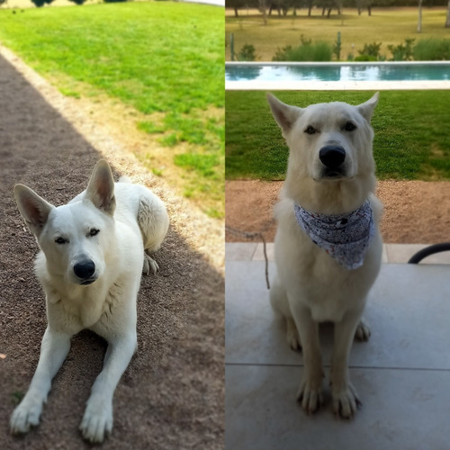 Imagen 9 de 9 de Peluqueria Canina A Domicilio Countrys (zona Norte)