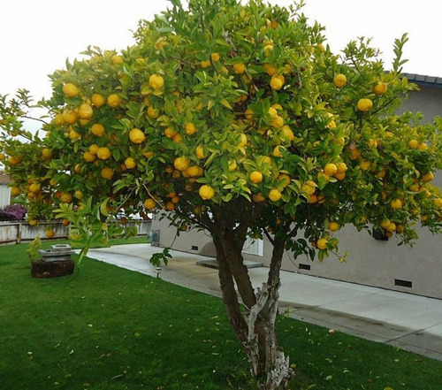 Imagen 3 de 6 de Limonero 4 Estaciones E10lts Arboles Frutales