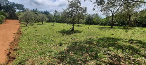 H 11 - Lotes Plainos