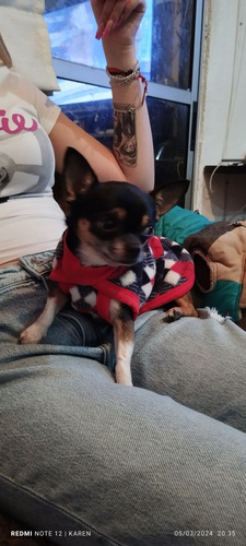 Chihuahua Para Monta