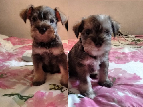 Se Venden Hermosos Cachorros Shnauzers