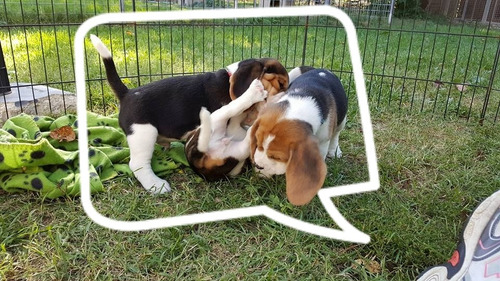 Cachorros Beagle Chocolate Tricolor