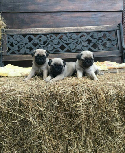 Pug Criadero Imperial Pets