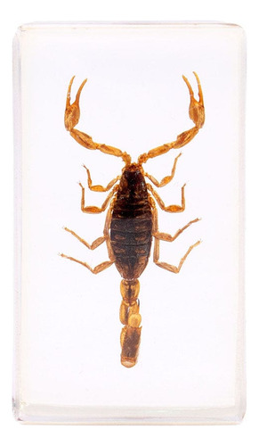 Colección Bichos #1 Escorpión Dorado-rba