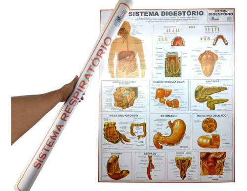 Mapa Sistema 90x120cm Digestório Banner Anatomia Do Corpo