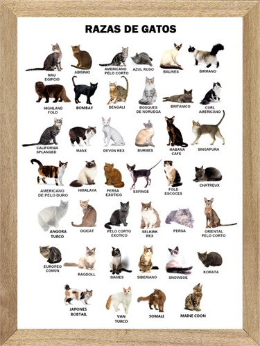 Frases Gatos Animales, Cuadro Poster Carteles   M317