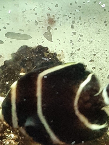 Peixe Paru Água Salgada