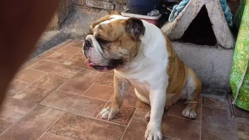 Bulldog Ingles Vendo O Cambio