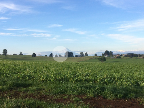 21071 - Los Laureles De Maullin En Linea Nueva