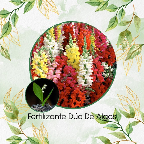 Combo De Abono Orgánico De Algas Para Antirrhinum Majus 