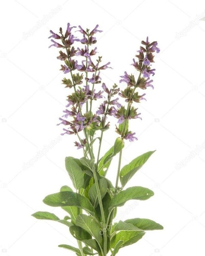 Semillas De Salvia Officinalis Orgánica  Prosperidad