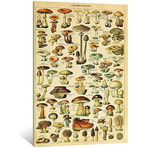 Póster Vintage De Hongos Botánicos Lienzo Decoración...