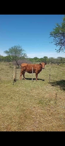 Imagen 6 de 8 de Dueño Permuvendo 2 Hectareas Talita Cdu Entre Ríos