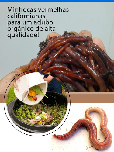 Imagem 4 de 8 de 100 Minhocas Californianas Vermelhas Húmus Adubagem