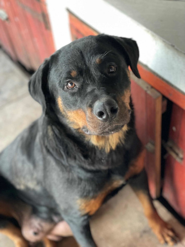 Imagen 5 de 5 de Cachorros Rottweiler