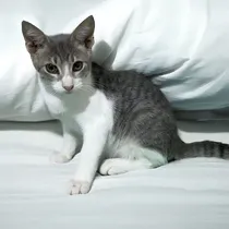 Comprar Gato Bebe Blanco Y Gris En Adopcion Responsable Gris