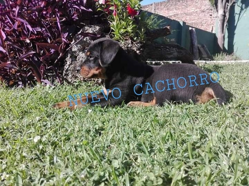 Rottweiler Cachorros Reserva