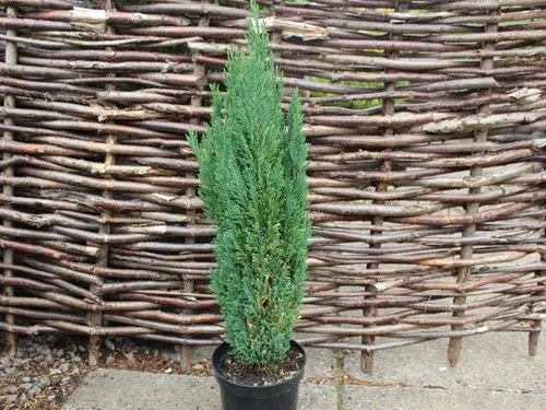 Chamaecyparis Lawsoniana Ellwoodii Pillar, Conífera !