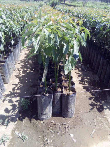 Imagen 2 de 3 de Planta De Aguacate (hass-mendez) A Partir De 1 Tarima