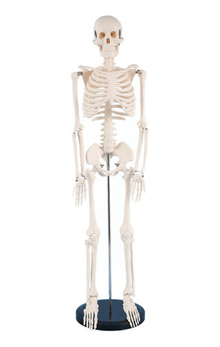 Esqueleto Humano Modelos Gimnasio Yoga Pantalla