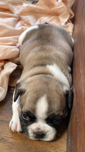 Imagen 1 de 5 de Bulldog Francés Bebé Entrega 20 De Marzo