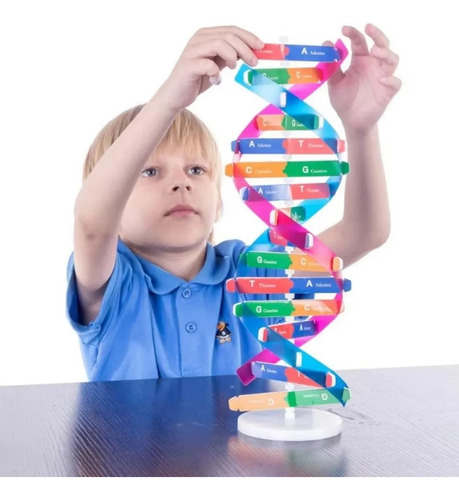 Juguete Educativo Model Dna Gene Double Helix